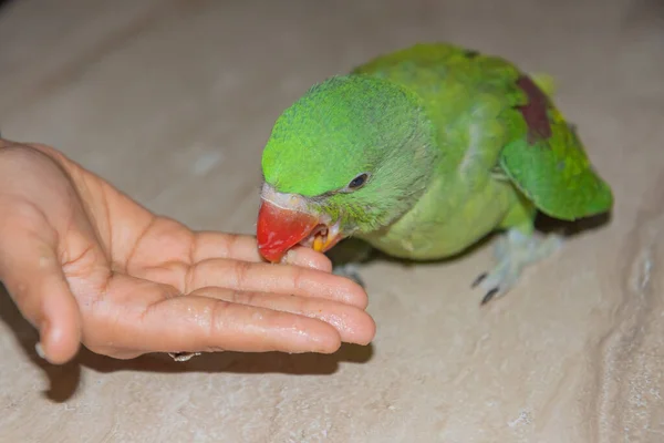 Juvenile Parrot Being Offered Food Eat Palm — Stock Photo, Image