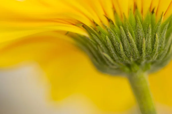 Abstrakcyjny Wizerunek Pleców Gerbera Kwiat Orientacji Krajobrazu — Zdjęcie stockowe
