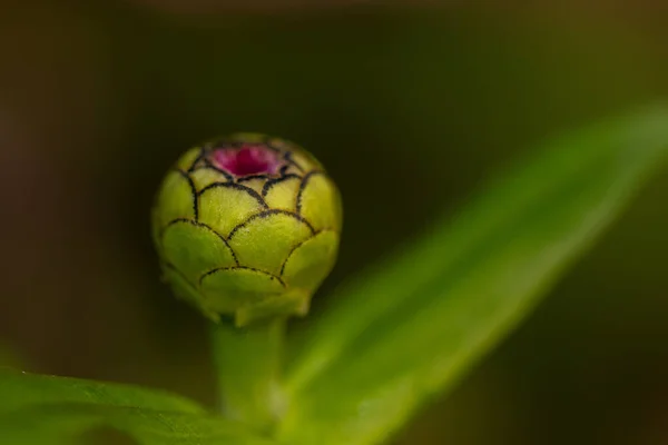 Makro Wizerunek Małego Pąka Cynnia Kwiat Pąk Przed Kwitnieniem — Zdjęcie stockowe