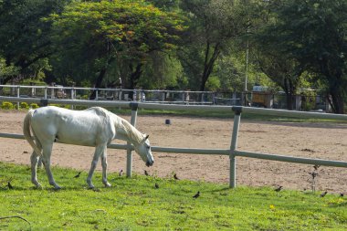 Beyaz bir at, bir çiftliğin açık otlaklarında özgürce otluyor.