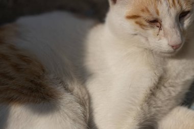 Beyaz ve kahverengi kürklü bir kedinin portresi
