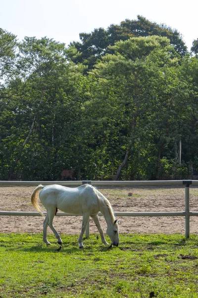 White Horse Freely Grazing Open Pastures Ranch — Stock Photo, Image