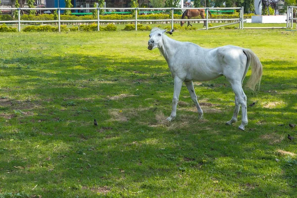 Cavalo Branco Nas Pastagens Abertas Rancho — Fotografia de Stock