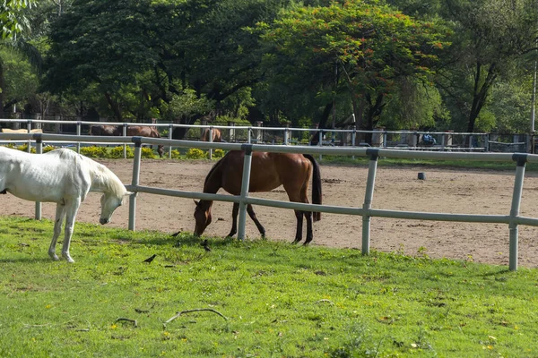 Caballo Blanco Caballo Marrón Pastando Hierba Rancho Con Vallas Madera — Foto de Stock