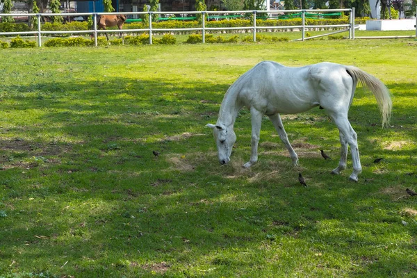 Cavalo Branco Pastando Livremente Nas Pastagens Abertas Rancho — Fotografia de Stock