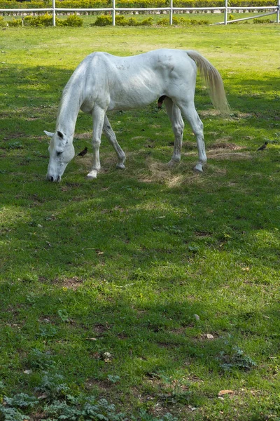 White Horse Freely Grazing Open Pastures Ranch — Stock Photo, Image