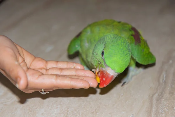 Juvenile Parrot Being Offered Food Eat Human Palm — Stock Photo, Image