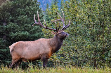 Kanada'da yolun kenarında geyik