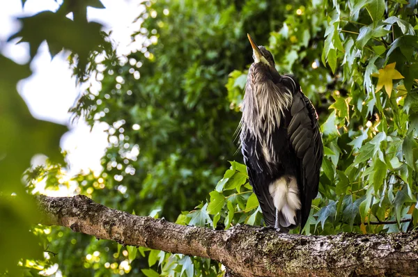 White & Black Shad Heron в Ванкувере, Канада — стоковое фото