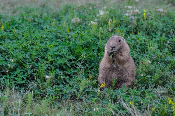 Dicker Präriehund frisst viel zu viel Gras! — Stockfoto