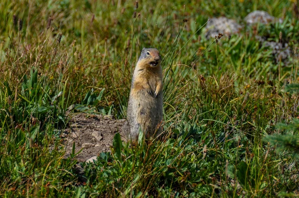 Frustrated prairie dog in Hidden Lake Trail, Glacier National Pa