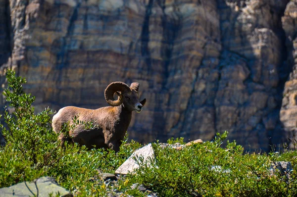 Vilda djur som kan ses i glacier national park, montana, usa — Stockfoto