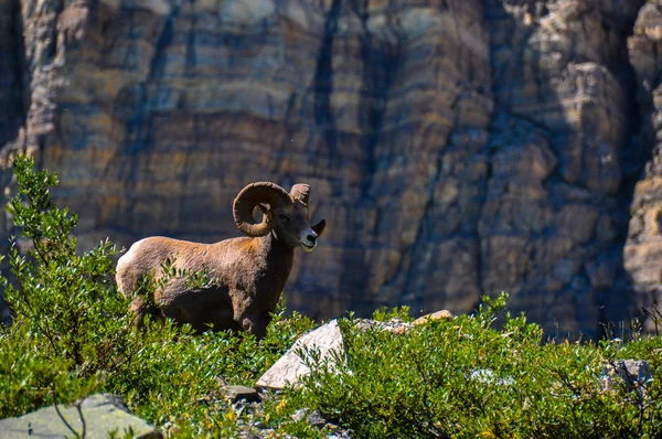 WIldlife como se ve en Glacier National Park, Montana, EE.UU. — Foto de Stock