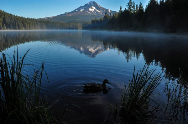 Trillium lake vroeg in de ochtend met mount hood, oregon, Verenigde Staten — Stockfoto