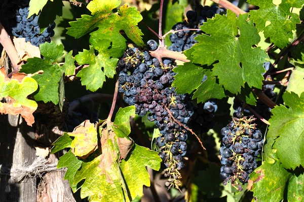 Grapes in wineyard, Napa Valley, California, USA — Stock Photo, Image