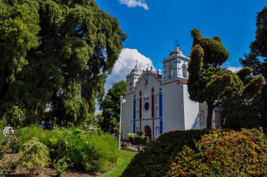 en büyük ağaç dünya, arbol del tule, Meksika