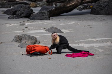 Call the police! White faced capuchin in Manuel Antonio, Costa R clipart