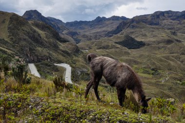 Lamas aile el cajas Milli Park, ecuador