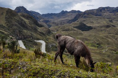 Lamas Family in El Cajas National Park, Ecuador clipart