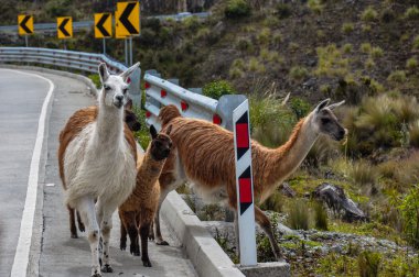Lamas Family in El Cajas National Park, Ecuador clipart