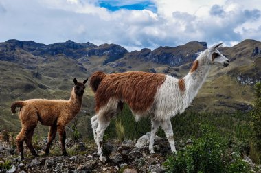 Lamas aile el cajas Milli Park, ecuador