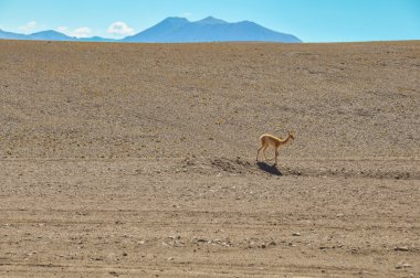 Yalnız çok çölde san pedro de atacama, chile