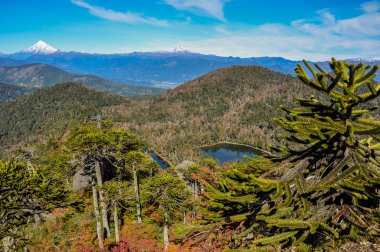 pucon, yakındaki reserva el cani olarak Şili trekking