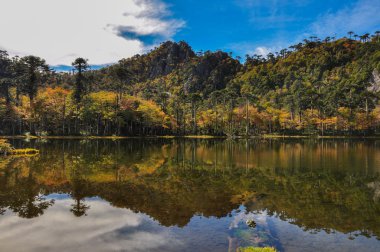 pucon, yakındaki reserva el cani olarak Şili trekking