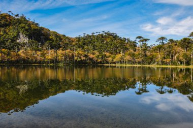 pucon, yakındaki reserva el cani olarak Şili trekking