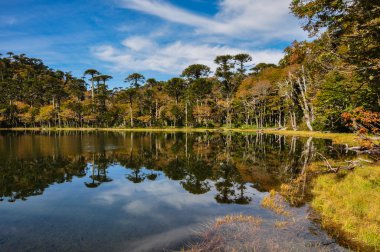 pucon, yakındaki reserva el cani olarak Şili trekking