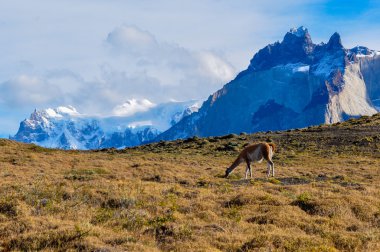 çok da parque nacional torres del paine, Şili