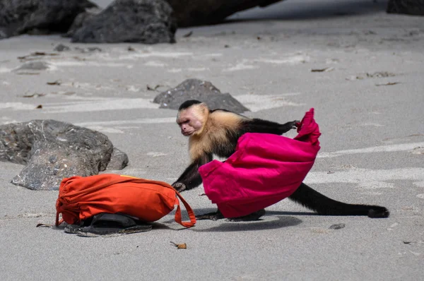 Polisi ara! manuel olarak beyaz yüzlü capuchin antonio, costa r