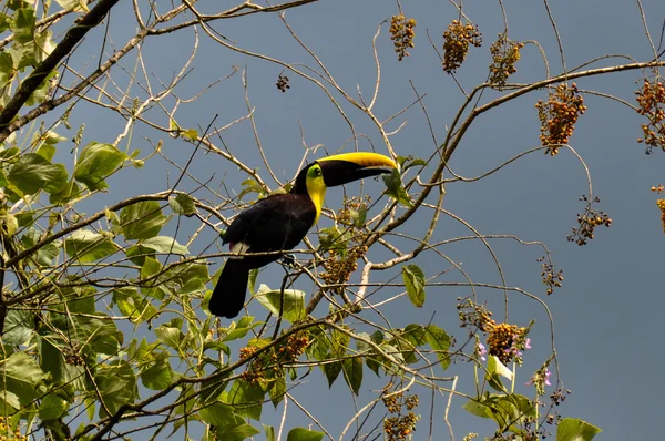 哥斯大黎加 osa 半岛绿色巨嘴鸟 — 图库照片