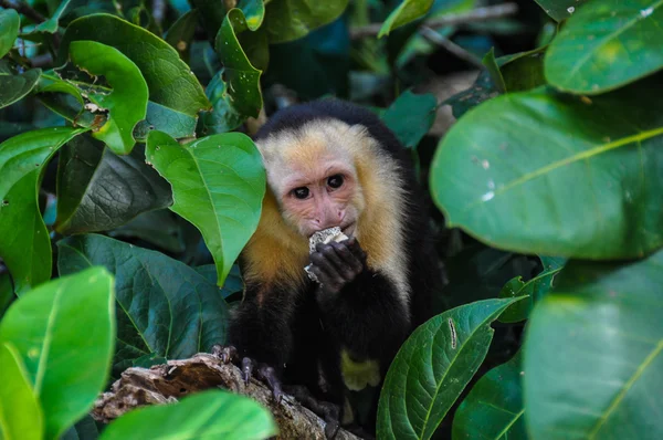 Beyaz yüzlü capuchin maymun olarak manuel antonio Milli Parkı, çünkü