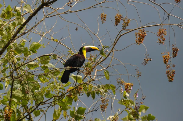 哥斯大黎加 osa 半岛绿色巨嘴鸟 — 图库照片