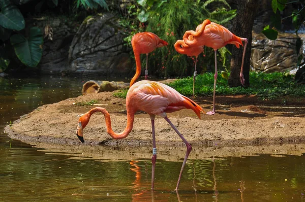 動物園、カリ、コロンビアでピンクのフラメンコ — Stock fotografie