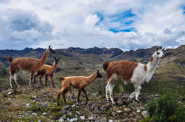 Lamas aile el cajas Milli Park, ecuador