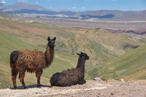 Lamas starring at beautiful landscape of Bolivia — Stock Photo, Image