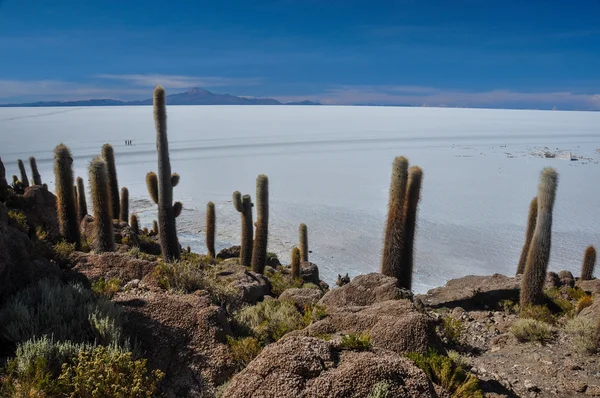 Isla incahuasi (pescadores), salar de uyuni, Bolívie — Stock fotografie