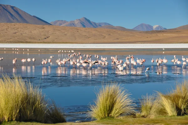 Flamencos en Chuquisaca, Bolivia — Foto de Stock