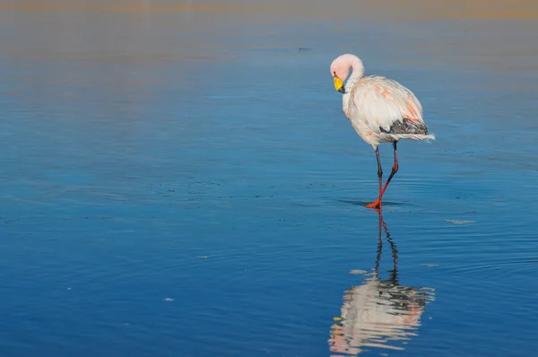 Flamencos en Sur Lipez, la Bolivie — Photo