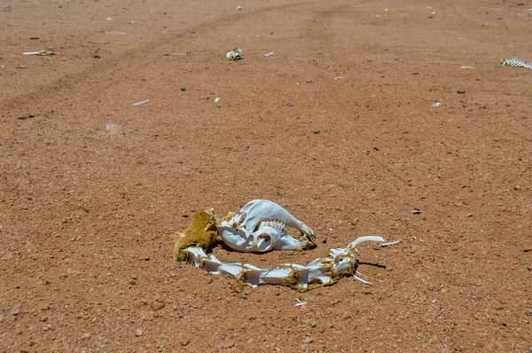 Kostře zvířete v sur lipez poušti, Bolívieζώων σκελετός στην έρημο lipez sur, Βολιβία — Φωτογραφία Αρχείου