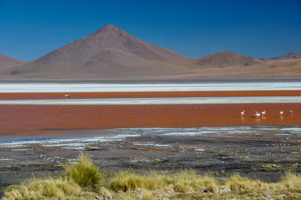 Laguna colorada, sur lipez, südbolivien — Stockfoto