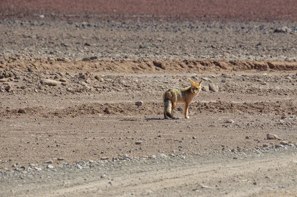 Desert Fox in Sur Lipez, South Bolivia — Stock Photo, Image