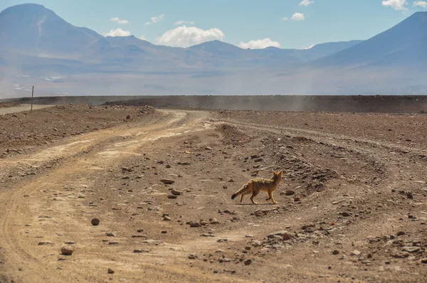 Desert fox in sur lipez, Zuid-bolivia — Stockfoto