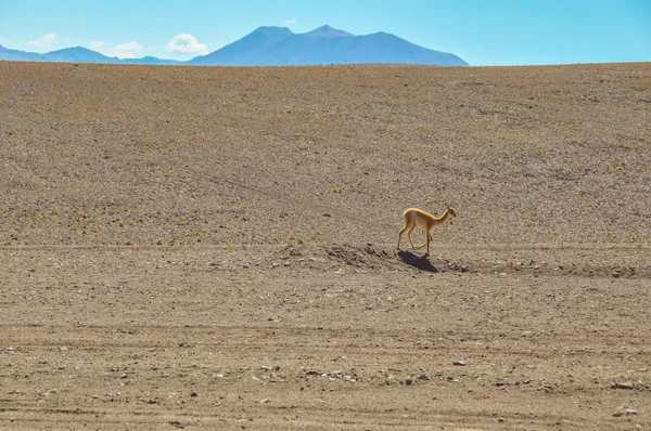 Ensam guanaco i öknen av san pedro de atacama, chile — Stockfoto