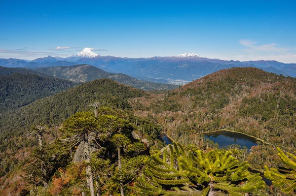 Trekking im Reserva el cani, in der Nähe von Pucon, Chile — Stockfoto