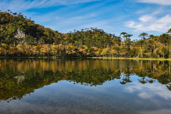 Wandeltochten in reserva el cani, in de buurt van pucon, Chili — Stockfoto