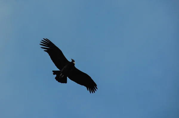 Condor içinde parque nacional torres del paine, Şili — Stok fotoğraf