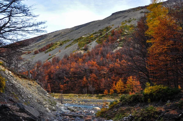 Herfst vallen in parque nacional torres del paine, Chili — Stockfoto